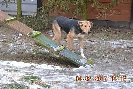 MAMBO młody, wpatrzony w człowieka, cudny piesek s