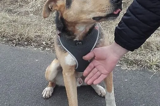MAMBO młody, wpatrzony w człowieka, cudny piesek s