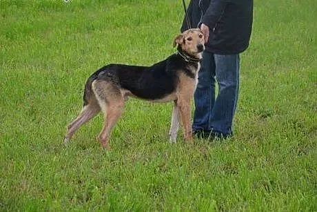 MAMBO młody, wpatrzony w człowieka, cudny piesek s