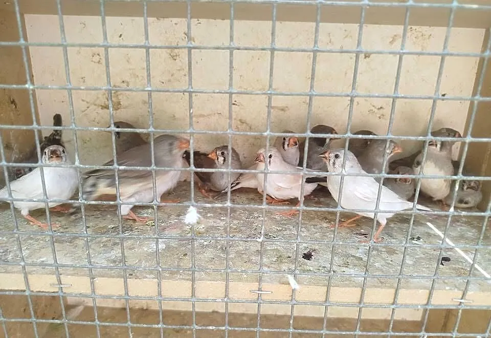 Sprzedam zeberki oraz inne ptaki, Wielkopolskie, Bukowiec
