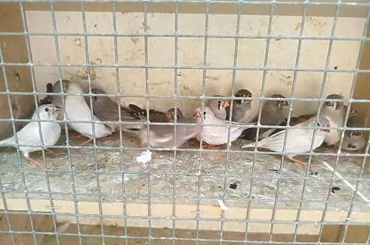 Sprzedam zeberki oraz inne ptaki, Wielkopolskie, Bukowiec