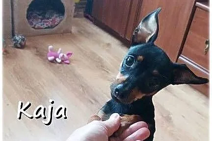 Mała sunia Kaja Pinczer miniaturowy (Ratlerek / Sarenka)