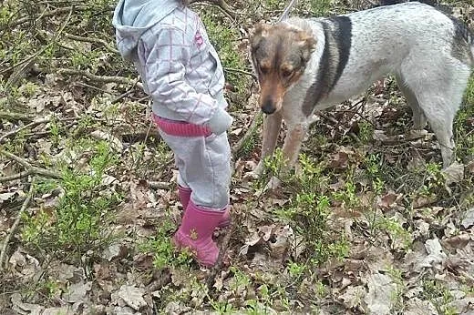 Łatka radosna spokojna sunia,  lubuskie Zielona Gó