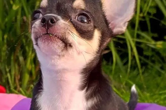 Chihuahua FCI gotowy do odbioru trikolor