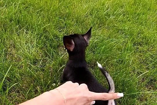 Chihuahua FCI gotowy do odbioru trikolor, Wielkopolskie, Poznań