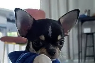 Chihuahua FCI gotowy do odbioru trikolor, Wielkopolskie, Poznań
