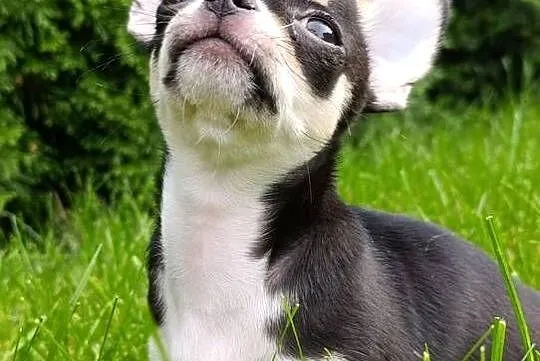 Chihuahua FCI gotowy do odbioru trikolor, Wielkopolskie, Poznań