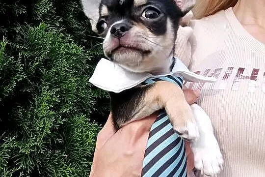 Chihuahua FCI gotowy do odbioru trikolor, Wielkopolskie, Poznań