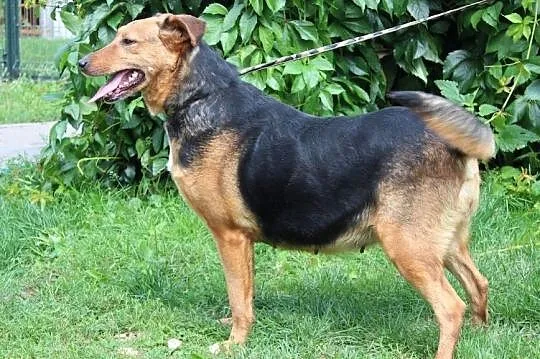 suczka-Lejdi, , Kłomnice