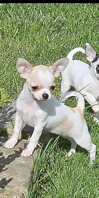 Chihuahua Szczenięta FCI/ZKwP, Opolskie, Skarbiszów