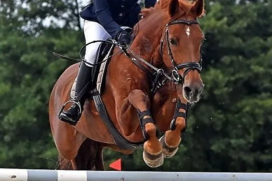 Holsztyńska 14-letnia klacz dla amatora, , 