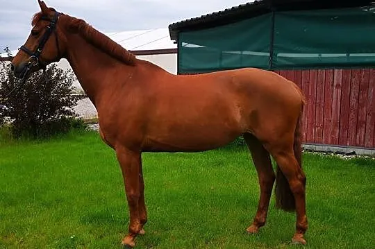 Holsztyńska 14-letnia klacz dla amatora, , 