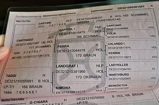 Holsztyńska 14-letnia klacz dla amatora, , 
