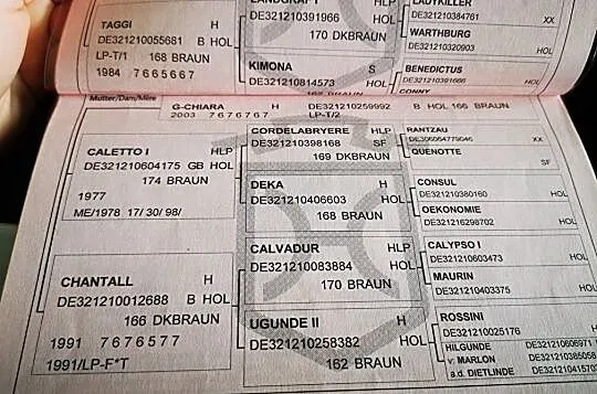 Holsztyńska 14-letnia klacz dla amatora, , 
