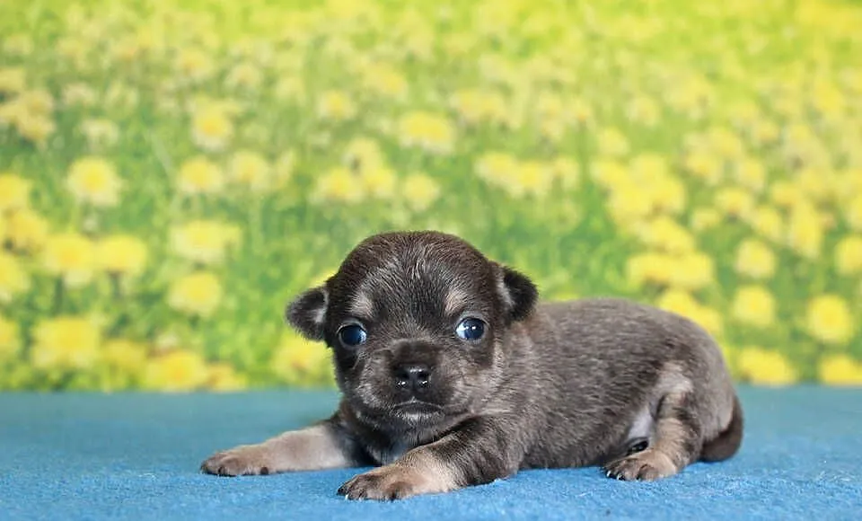 Chihuahua krótkowłosy chłopiec ZKwP FCI, Zachodniopomorskie, Świnoujście