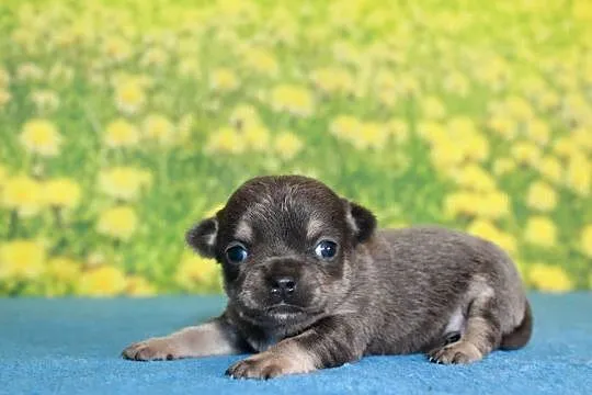 Chihuahua krótkowłosy chłopiec ZKwP FCI, Zachodniopomorskie, Świnoujście