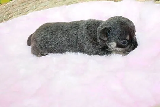 Chihuahua krótkowłosy chłopiec ZKwP FCI, Zachodniopomorskie, Świnoujście