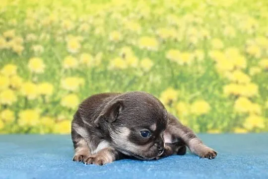 Chihuahua krótkowłosy chłopiec ZKwP FCI, Zachodniopomorskie, Świnoujście