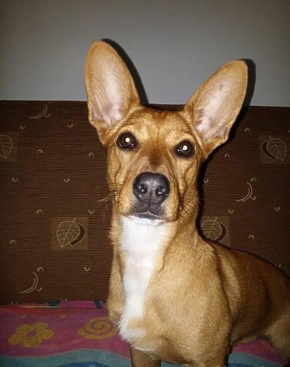 Pieso-kangur o imieniu FIFI do adopcji!