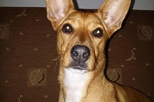 Pieso-kangur o imieniu FIFI do adopcji!