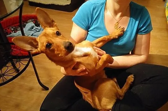 Pieso-kangur o imieniu FIFI do adopcji!