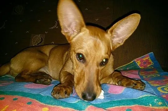 Pieso-kangur o imieniu FIFI do adopcji!