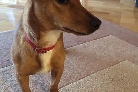 Pieso-kangur o imieniu FIFI do adopcji!