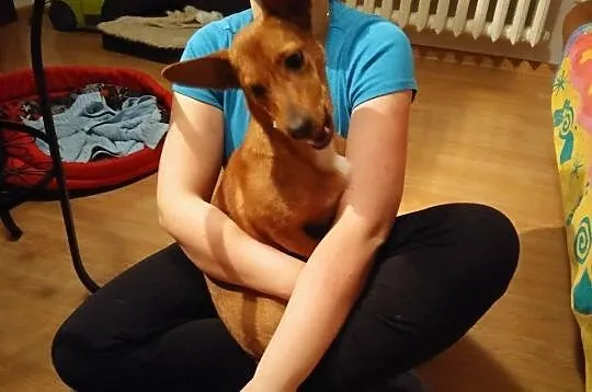 Pieso-kangur o imieniu FIFI do adopcji!