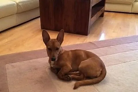 Pieso-kangur o imieniu FIFI do adopcji!