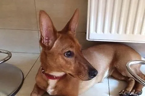 Pieso-kangur o imieniu FIFI do adopcji!