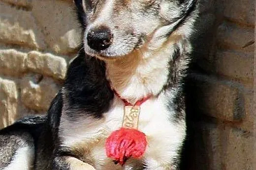 MIKROB - mały, zaszczuty, przerażony - do adopcji,  Kundelki cała Polska
