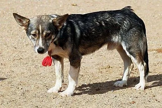 MIKROB - mały, zaszczuty, przerażony - do adopcji,