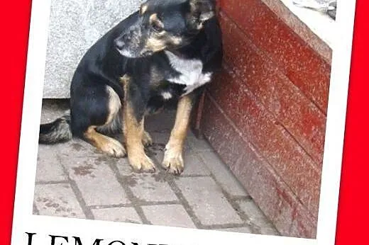 LEMONKA -mała 7 kg, delikatna,łagodna,pinczerkowata sunia.Adopcja.,  mazowieckie Warszawa