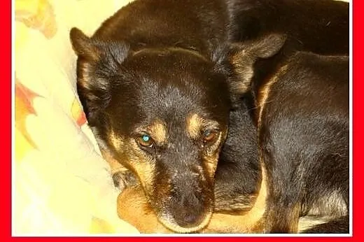 LEMONKA -mała 7 kg, delikatna,łagodna,pinczerkowat
