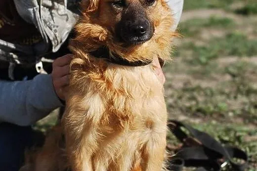 Rudolf, mały pieszczoch ze schroniska, do adopcji,