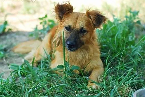 Rudolf, mały pieszczoch ze schroniska, do adopcji,