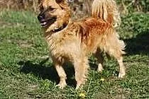 Rudolf, mały pieszczoch ze schroniska, do adopcji,