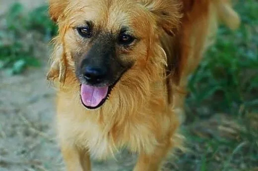 Rudolf, mały pieszczoch ze schroniska, do adopcji,