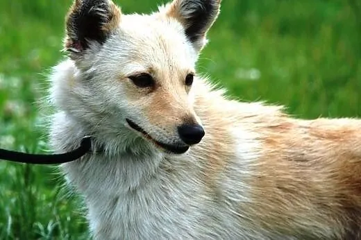 Bambi szczeniak 7 mcy delikatny, łagodny, milutki 