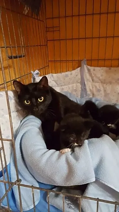 Młoda koteczka i jej synek ADOPCJA
