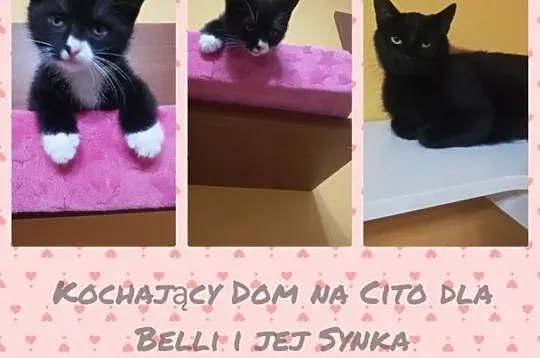 Młoda koteczka i jej synek ADOPCJA