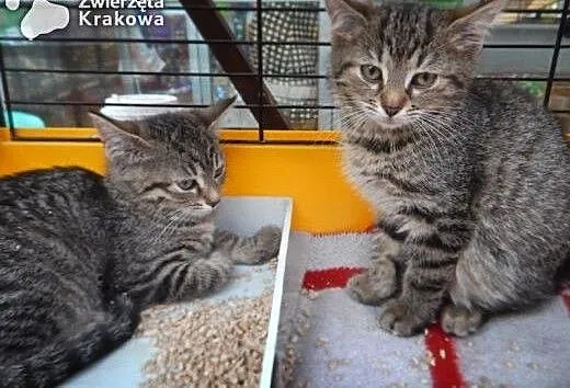 Kotki jak maskotki, małopolskie Kraków