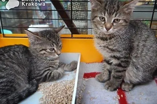 Kotki jak maskotki,  małopolskie Kraków