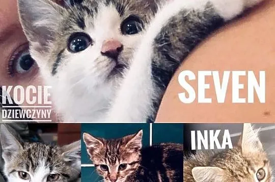 Siedem Kotków