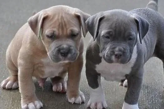 American Pit Bull szczenięta