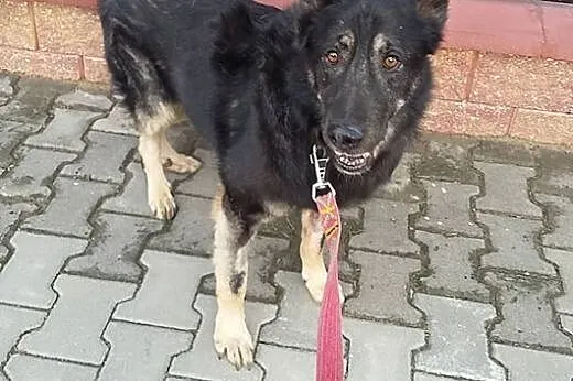 Azor, psie nieszczęście PILNIE potrzebuje pomocy!,
