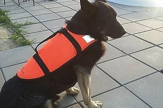Azor, psie nieszczęście PILNIE potrzebuje pomocy!,
