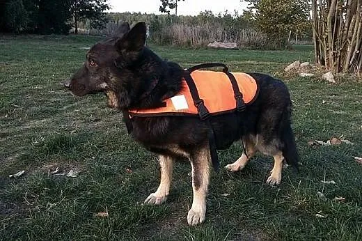 Azor, psie nieszczęście PILNIE potrzebuje pomocy!,