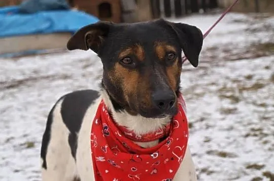 Yoko urocza młoda łaciata sunia DO ADOPCJI ŁTOnZ