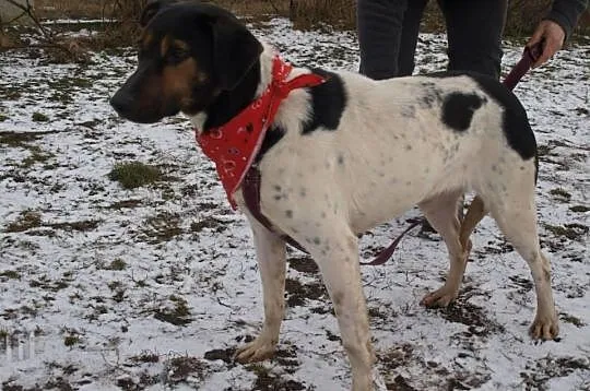 Yoko urocza młoda łaciata sunia DO ADOPCJI ŁTOnZ